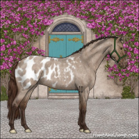 Horse Color:Liver Red Dun Roan Appaloosa Brindle 