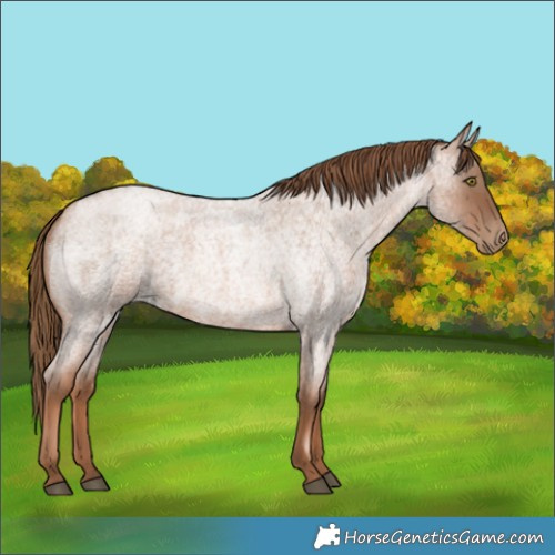 Horse Color:Unknown 