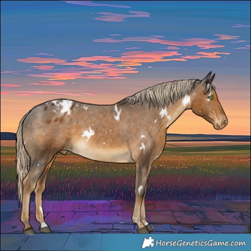 Horse Color:White Spotted Chocolate Palomino Appaloosa Rabicano 