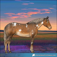 Horse Color:White Spotted Chocolate Palomino Appaloosa Rabicano 