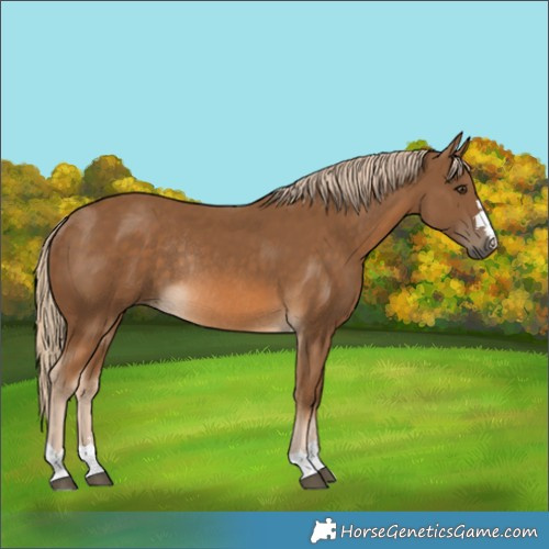 Horse Color:Unknown 