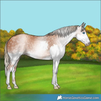 Horse Color:Gray Gold Champagne Splash Rabicano 