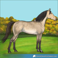 Horse Color:Buckskin Dun Rabicano 