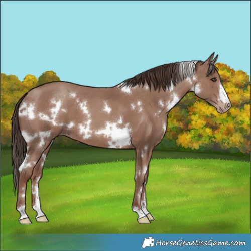 Horse Color:Unknown 