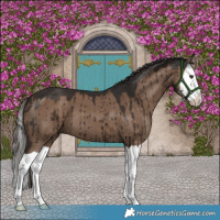 Horse Color:Liver Red Dun Splash Brindle 