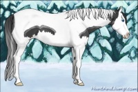 Horse Color:Smoky Black Splash Tobiano