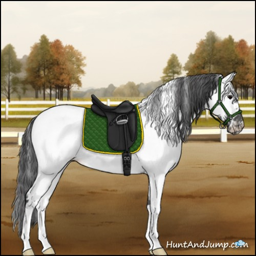 Horse Color:White Spotted Black Appaloosa 