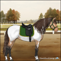 Horse Color:Bay Dun Appaloosa 