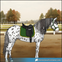 Horse Color:Grullo Appaloosa 