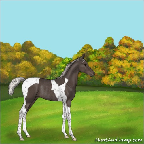 Horse Color:Silver Black Tobiano Rabicano 