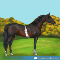 Horse Color:Brown Tobiano 