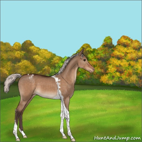 Horse Color:Silver Bay Dun Tobiano Appaloosa 