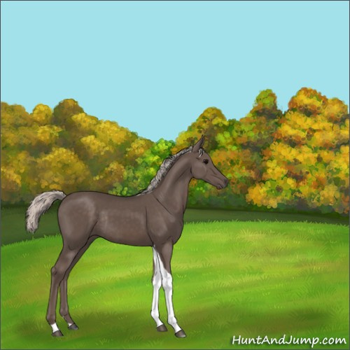 Horse Color:Silver Black Tobiano Rabicano 