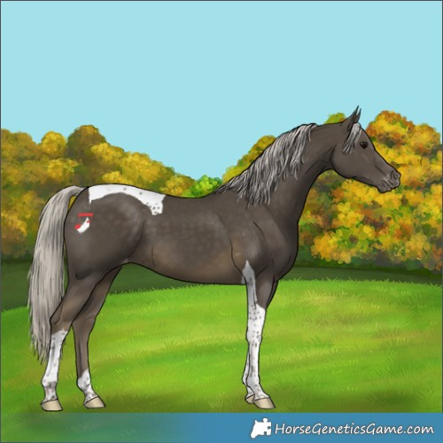 Horse Color:Silver Smoky Black Tobiano Appaloosa 