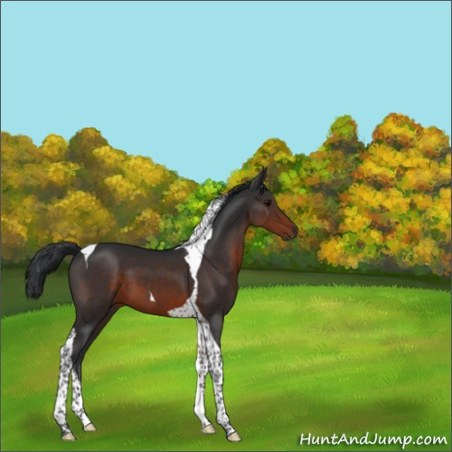 Horse Color:Brown Tobiano 