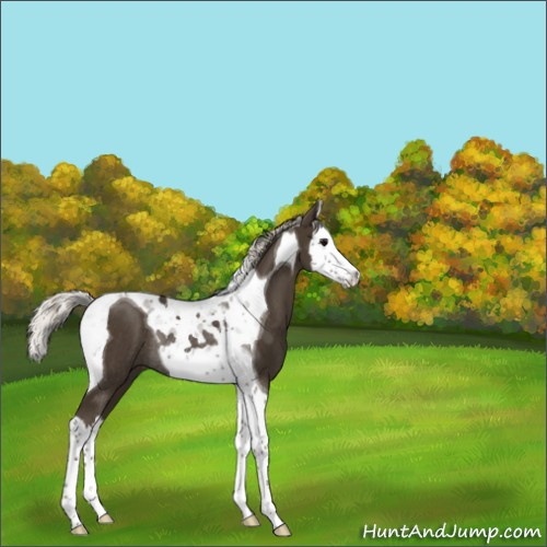 Horse Color:Silver Smoky Black Splash Tobiano Rabicano 