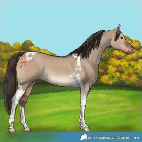 Horse Color:Liver Red Dun Tobiano