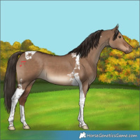 Horse Color:Liver Red Dun Tobiano 