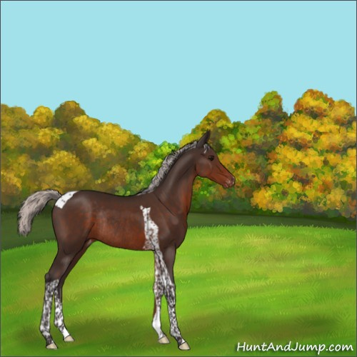 Horse Color:Silver Brown Tobiano Appaloosa Rabicano 
