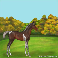 Horse Color:Silver Brown Tobiano Appaloosa Rabicano 