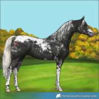 Horse Color:Liver Chestnut Mushroom Tobiano