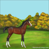 Horse Color:Brown Splash