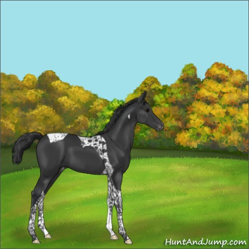 Horse Color:Black Tobiano Appaloosa 