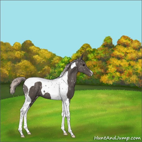 Horse Color:Silver Black Tobiano Appaloosa 