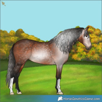 Horse Color:Gray Bay 
