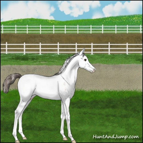 Horse Color:Liver Red Dun Sabino Appaloosa Brindle 
