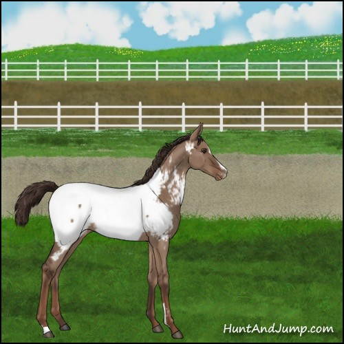 Horse Color:Liver Red Dun Sabino Appaloosa 