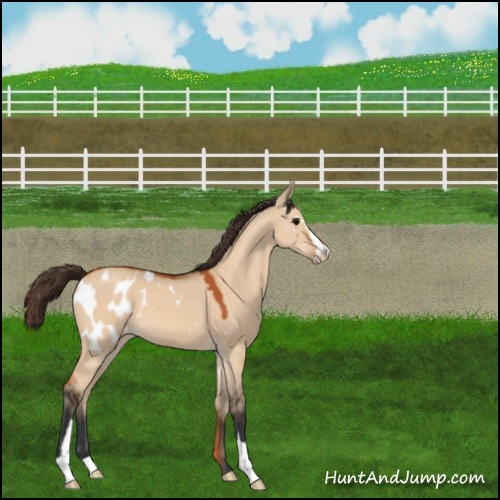 Horse Color:Bay Dun Sabino Appaloosa 