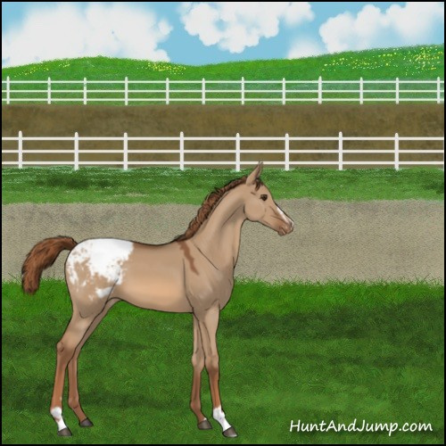 Horse Color:Red Dun Sabino Appaloosa 