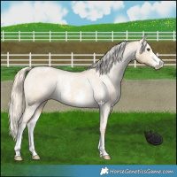 Horse Color:Palomino Dun Sabino Varnish 