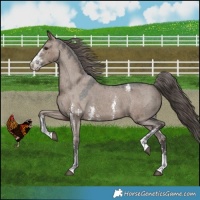 Horse Color:Liver Red Dun Sabino Varnish 