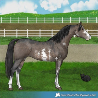 Horse Color:Brown Dun Sabino Blanket 