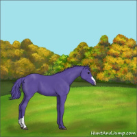Horse Color:Watercolor Black 