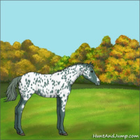 Horse Color:Watercolor Smoky Black Appaloosa 