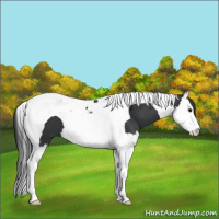 Horse Color:Black Splash Tobiano 