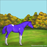 Horse Color:Gray Watercolor Black Tobiano Rabicano 