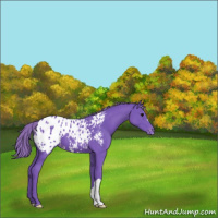 Horse Color:Watercolor Smoky Black Appaloosa 
