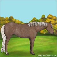Horse Color:Silver Black Rabicano 