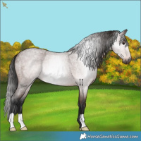 Horse Color:Gray Bay Roan