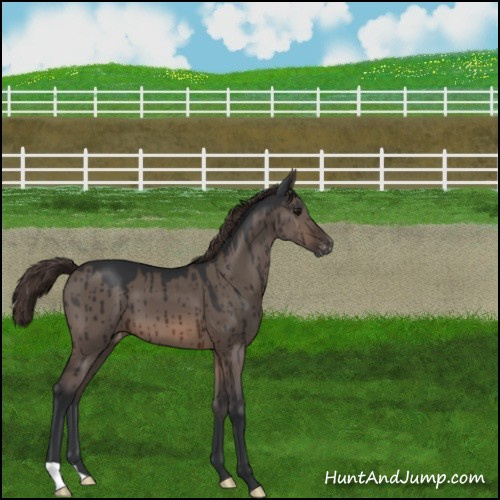 Horse Color:Brown Dun Mushroom Appaloosa Brindle 