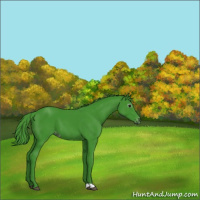 Horse Color:Gray Watercolor Black Appaloosa 
