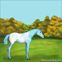 Horse Color:Watercolor Black Appaloosa 