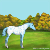 Horse Color:Watercolor Black Appaloosa