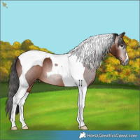 Horse Color:Gray Bay Tobiano