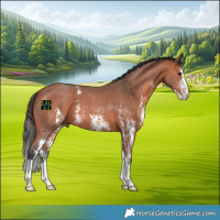 Horse Color:Bay Sabino 