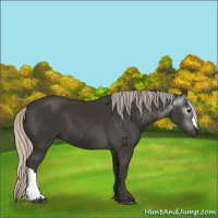 Horse Color:Gray Silver Black 